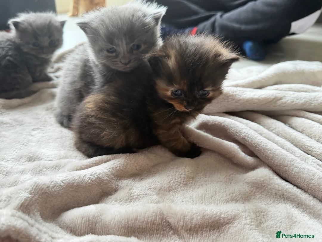 Mixed Breed cats for sale: 6 kittens  - Advert 2