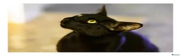 Oriental cats for sale: BEAUTIFUL PANTHER BLACK ORIENTAL PEDIGREE CAT - Advert 8