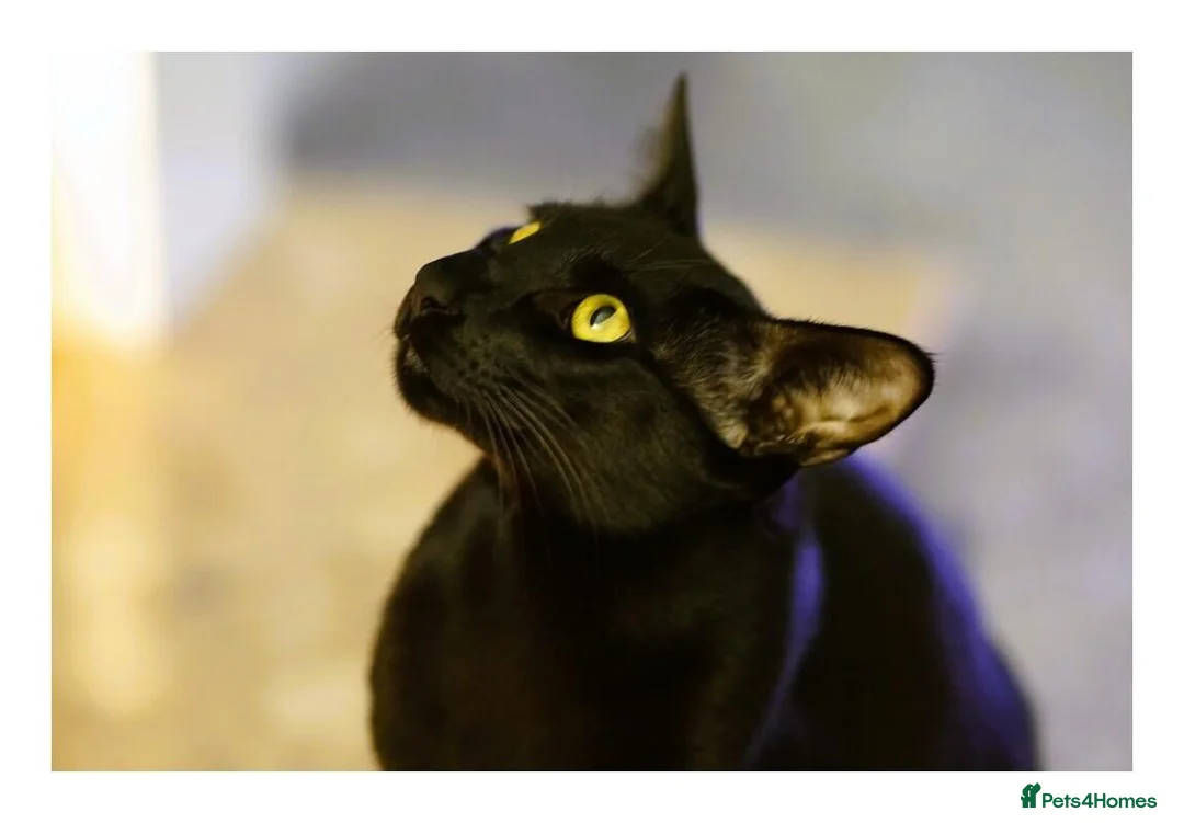 Oriental cats for sale: BEAUTIFUL PANTHER BLACK ORIENTAL PEDIGREE CAT - Advert 8