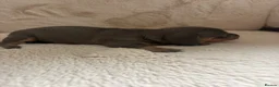 Miniature Dachshund dogs for sale: Miniature dachshund puppies  in Ripon - Advert 18