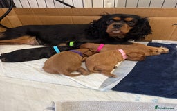 Cavalier King Charles Spaniel dogs for sale: KC Cavalier King Charles spaniels  - Advert 1