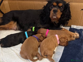 Cavalier King Charles Spaniel dogs KC Cavalier King Charles spaniels - Advert 7