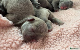 French Bulldog dogs for sale: French bulldog Pups  - Image 3