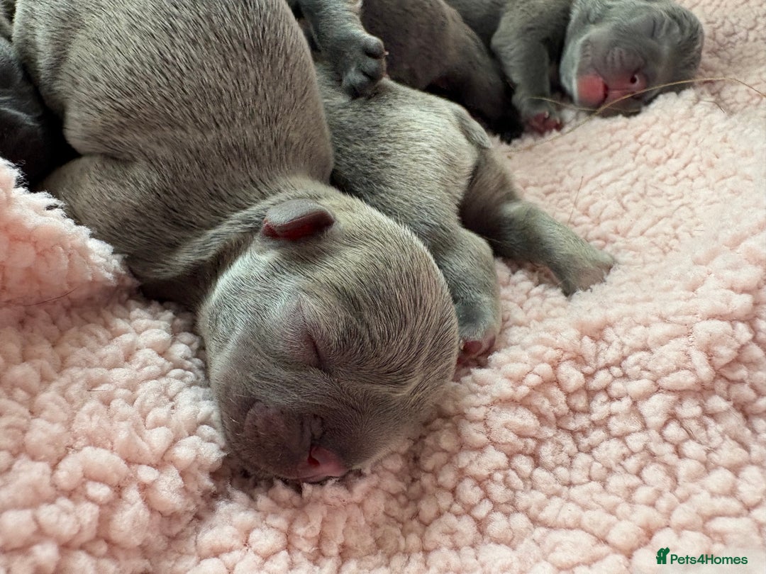 French Bulldog dogs for sale: French bulldog Pups  - Image 3