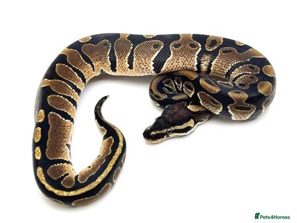 Python Snake reptiles 2 royal pythons & Viv  - Advert 1