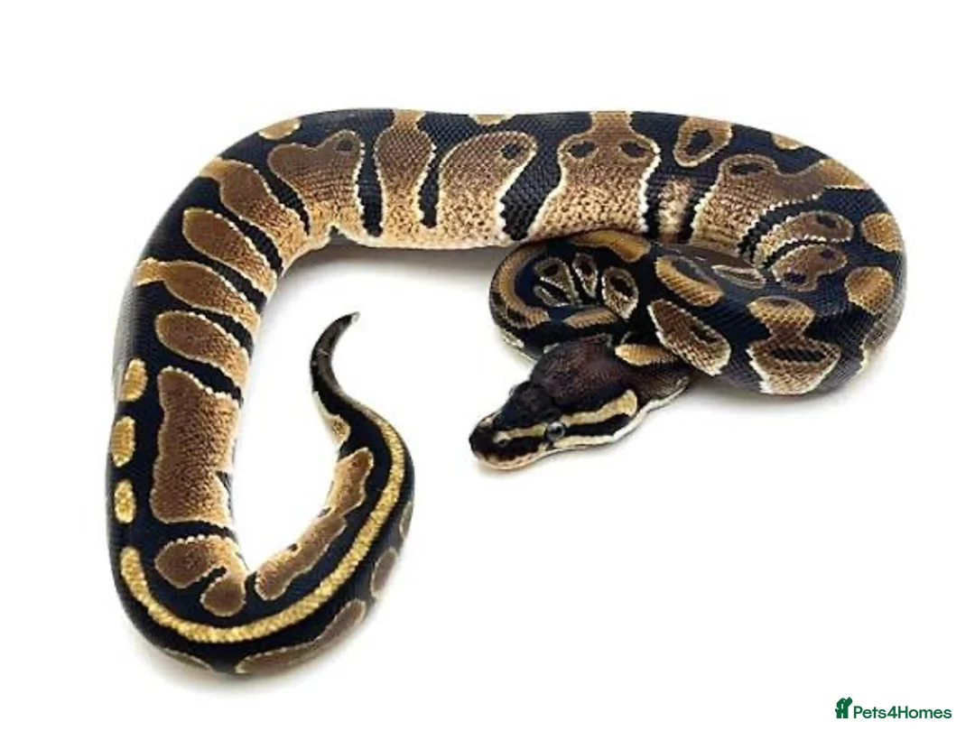 Python Snake reptiles for sale: 2 royal pythons & Viv  - Advert 1
