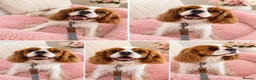Cavalier King Charles Spaniel dogs for sale: 2 x female Cavalier King Charles Spaniels  - Advert 6