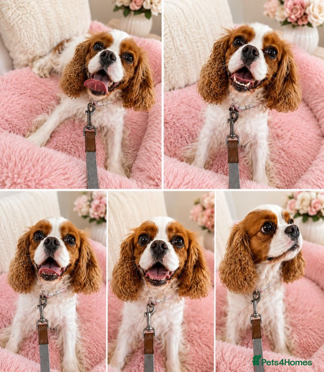 Cavalier King Charles Spaniel dogs for sale: 2 x female Cavalier King Charles Spaniels  - Advert 6