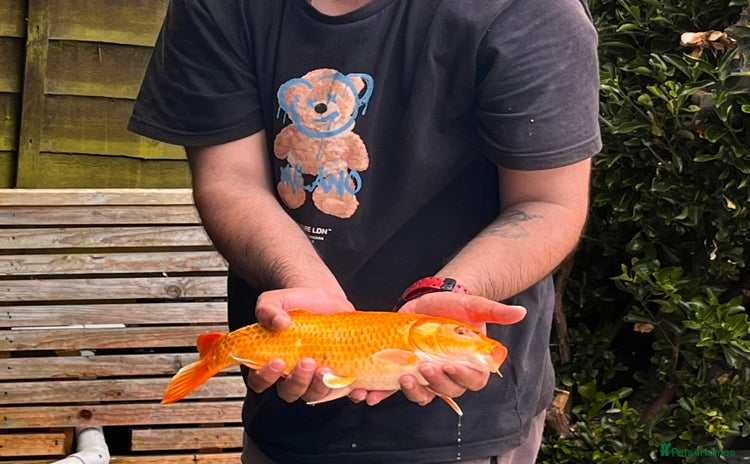 Koi Carp fish - Advert 13