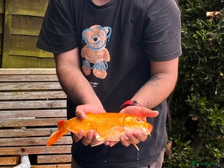 Koi Carp fish - Advert 1