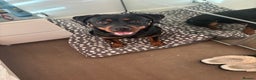 Rottweiler dogs for sale: 10month old rottie bitch - Advert 1