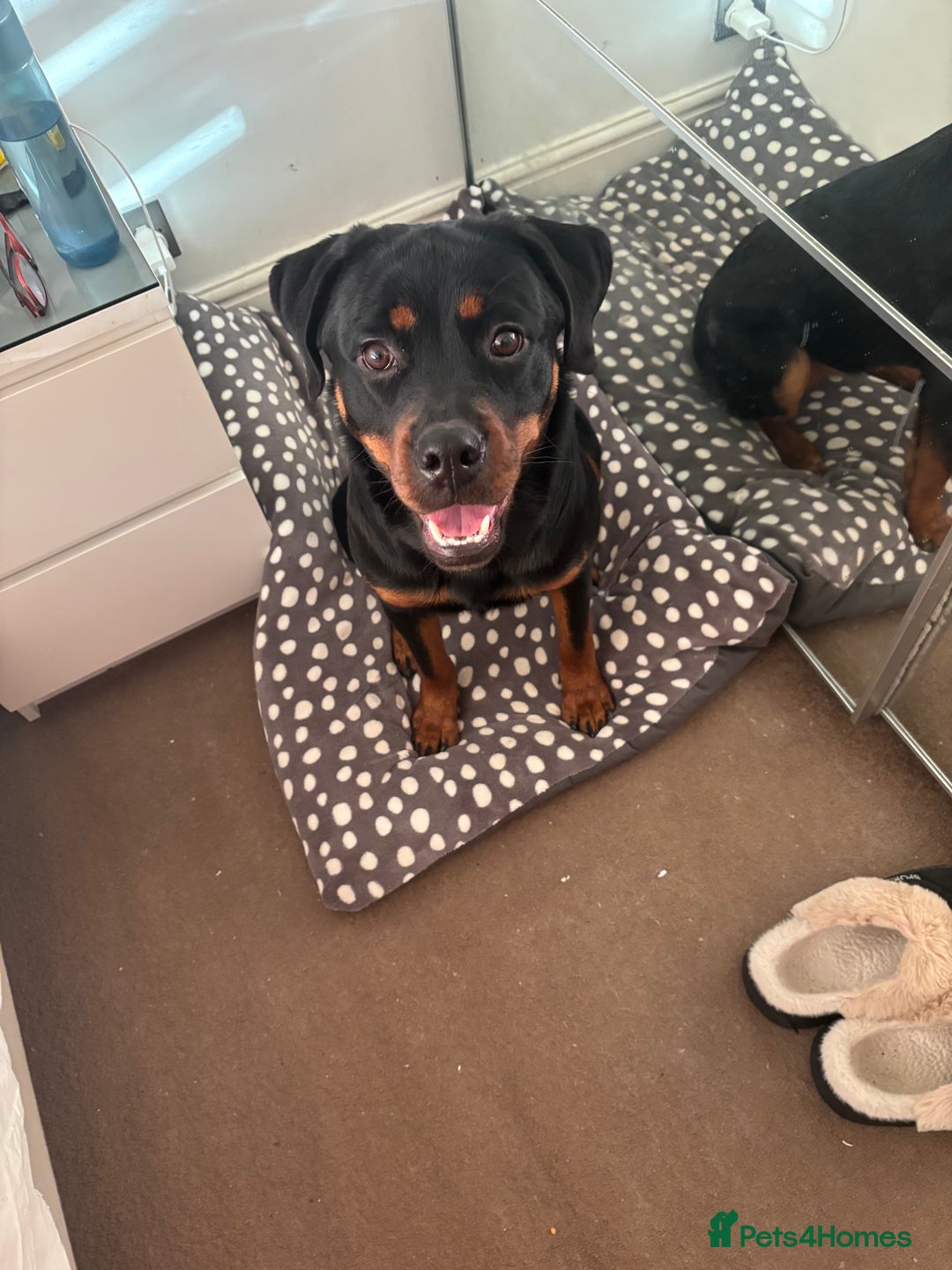 Rottweiler dogs for sale: 10month old rottie bitch - Advert 1