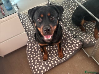Rottweiler dogs 10month old rottie bitch - Advert 2