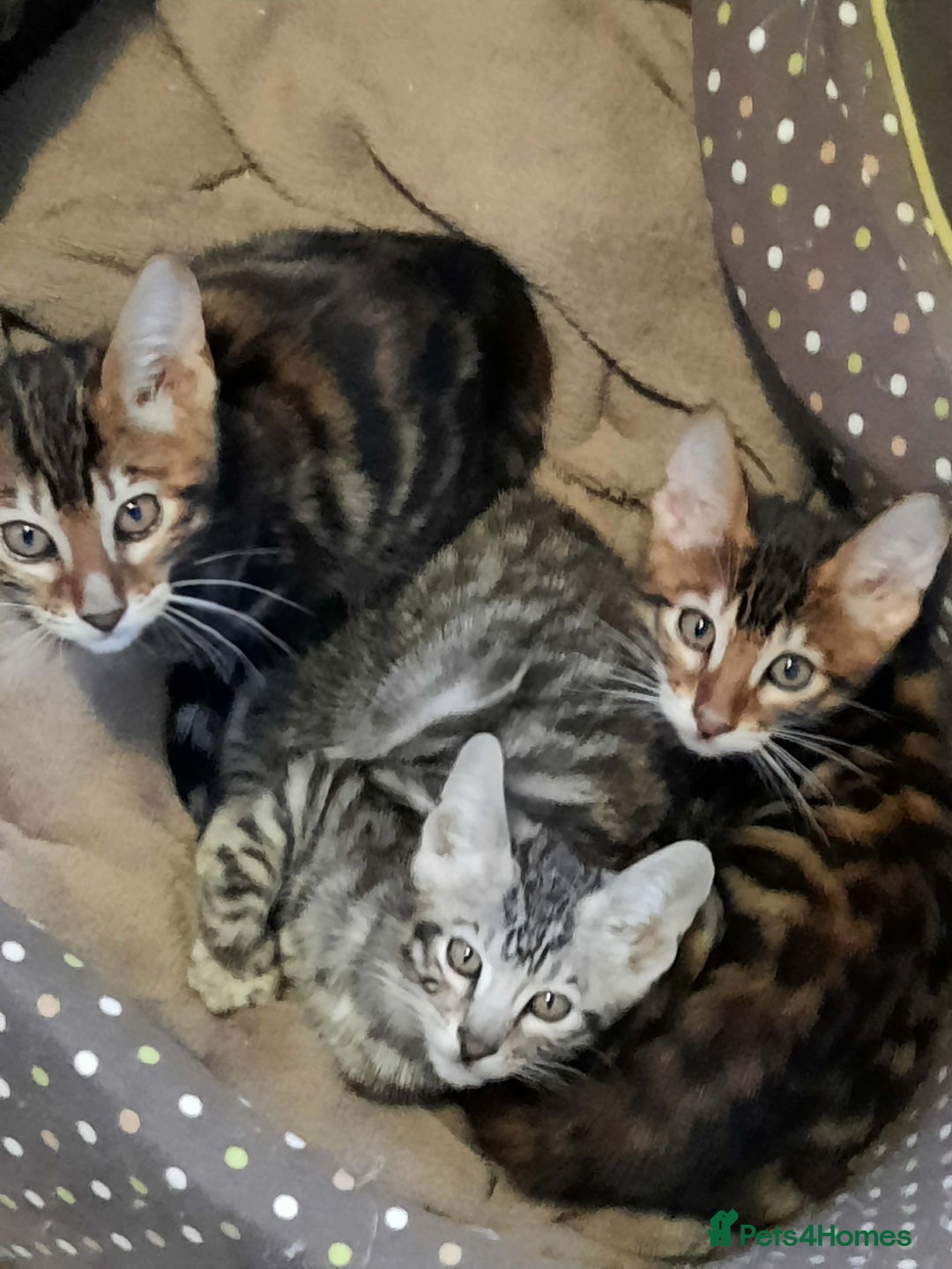 Toyger cats for sale: TWO STUNNING WILD LOOKING TOYGER CUBS - Advert 11