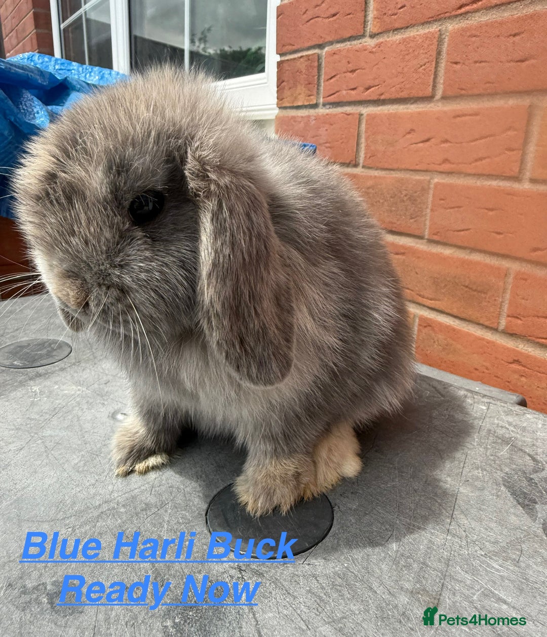 Mini Lop rabbits for sale: Mini Lops Bunnies. READ DESCRIPTION - Updated 22/7 in Chard - Image 22