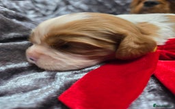 Cavalier King Charles Spaniel dogs for sale: Beautiful KC reg Cavalier King Charles Puppies  - Advert 3