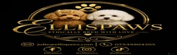 Toy Poodle dogs for sale: Exquisite KC Reg Toy Poodle  in Larkhall - Advert 22