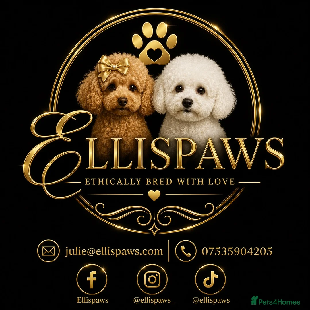 Toy Poodle dogs for sale: Exquisite KC Reg Toy Poodle  in Larkhall - Advert 22