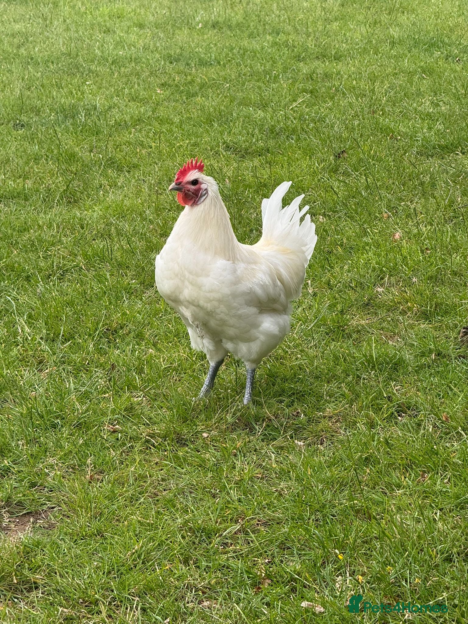 Chickens poultry Young Friendly Bresse Cockrel (Popcorn) - Advert 2