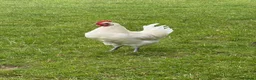 Chickens poultry for sale: Young Friendly Bresse Cockrel (Popcorn) - Advert 1