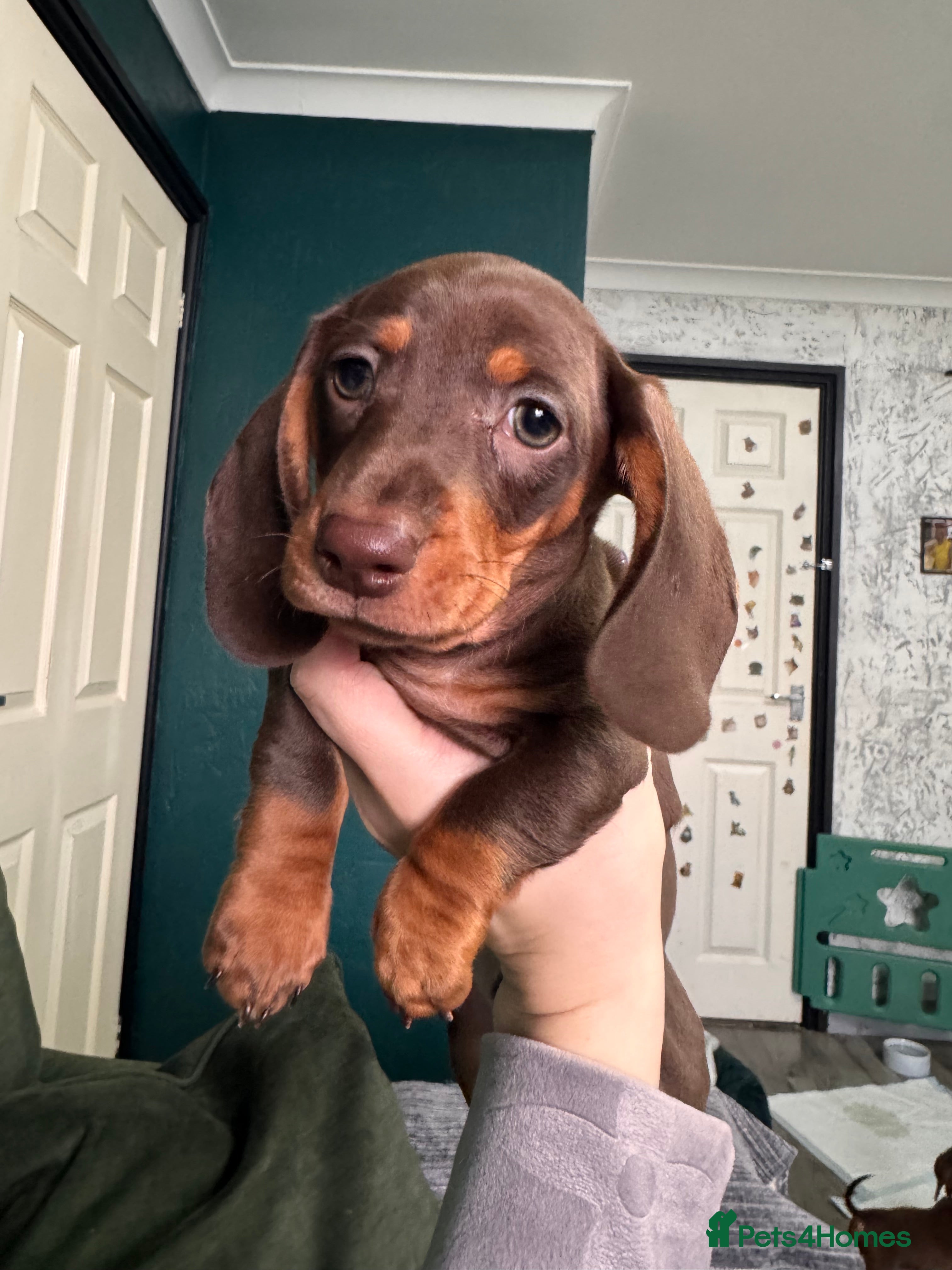 Miniature Dachshund dogs 1 KC registered miniature dachshund boy ready now - Advert 4