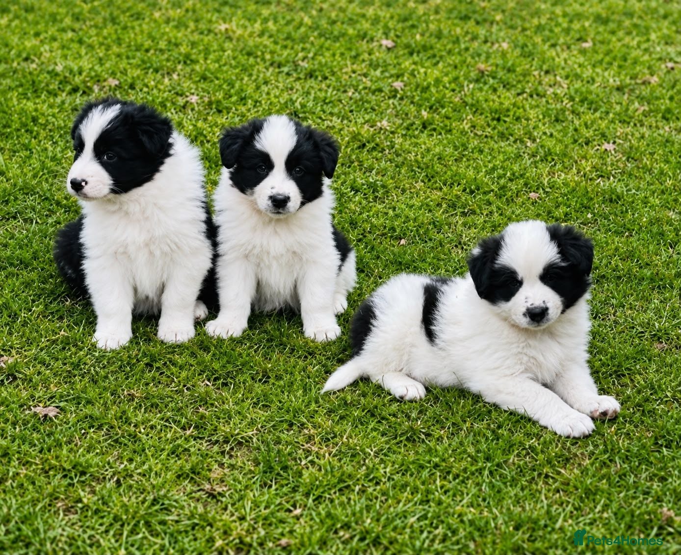 Border Collie dogs Outstanding border collie puppies  - Advert 1