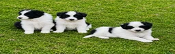 Border Collie dogs for sale: Outstanding border collie puppies  - Advert 1