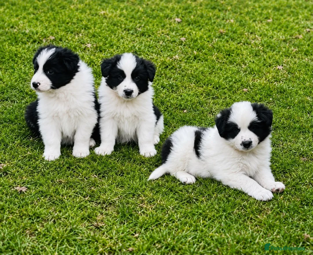 Border Collie dogs for sale: Outstanding border collie puppies  - Advert 1