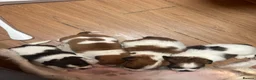 Jack Chi dogs for sale: Adorable Jack Russell X - Advert 11