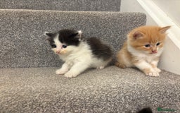 Mixed Breed cats for sale: 5 beautiful fluffy kittens  - Image 5