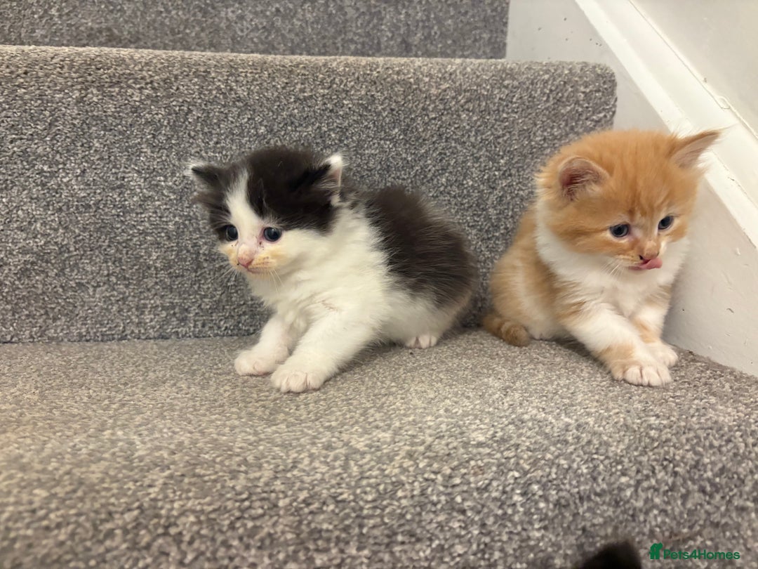 Mixed Breed cats for sale: 5 beautiful fluffy kittens  - Image 5