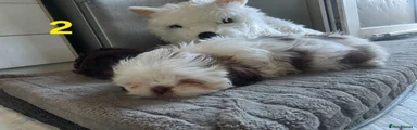 Shih Tzu 2
