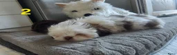 Shih Tzu dogs for sale: Imperial shih tzu puppies  in Walsall - Advert 21