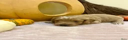 Cockapoo dogs for sale: Double miniature cockapoos  - Advert 8