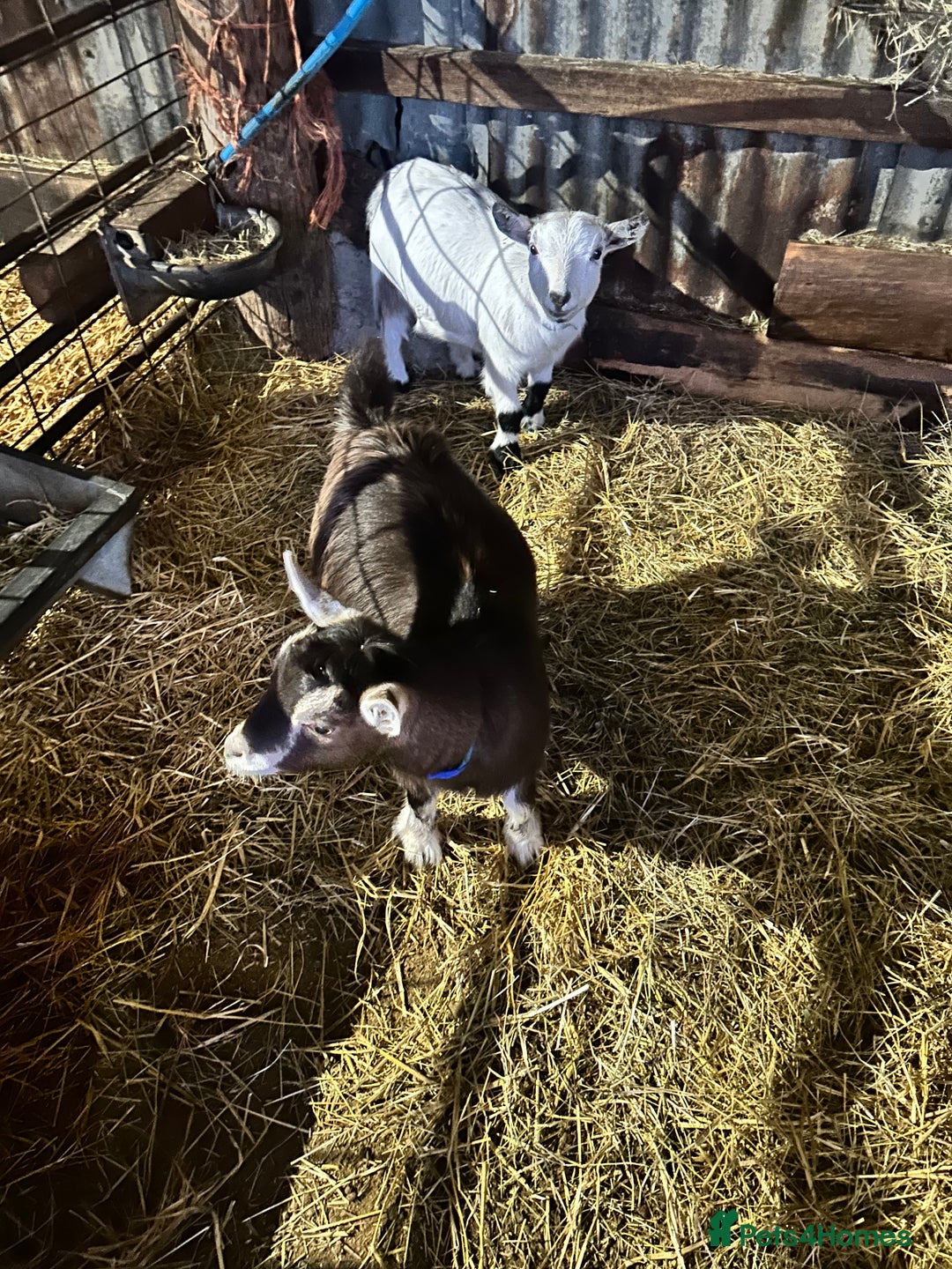 Goats livestock for sale: 2 pairs of gorgeous Pygmy Goat females - Advert 3