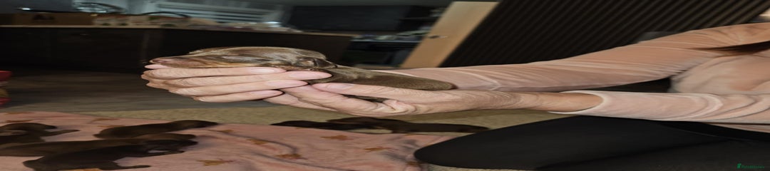 Miniature Dachshund Puppy 7