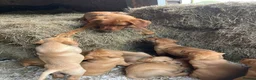 Labrador Retriever dogs for sale: Labrador puppies 8 weeks old  in Barnsley - Advert 3