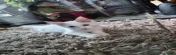 Maine Coon cats for sale: XXL Russian Mainecoon Kittens! 2 left now ready go - Advert 22