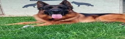 German Shepherd dogs for stud: Yoko von Empiere– AVAILABLE FOR STUD - Advert 2