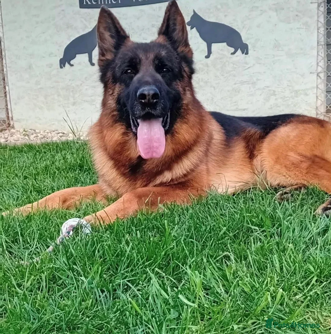 German Shepherd dogs for stud: Yoko von Empiere– AVAILABLE FOR STUD - Advert 2