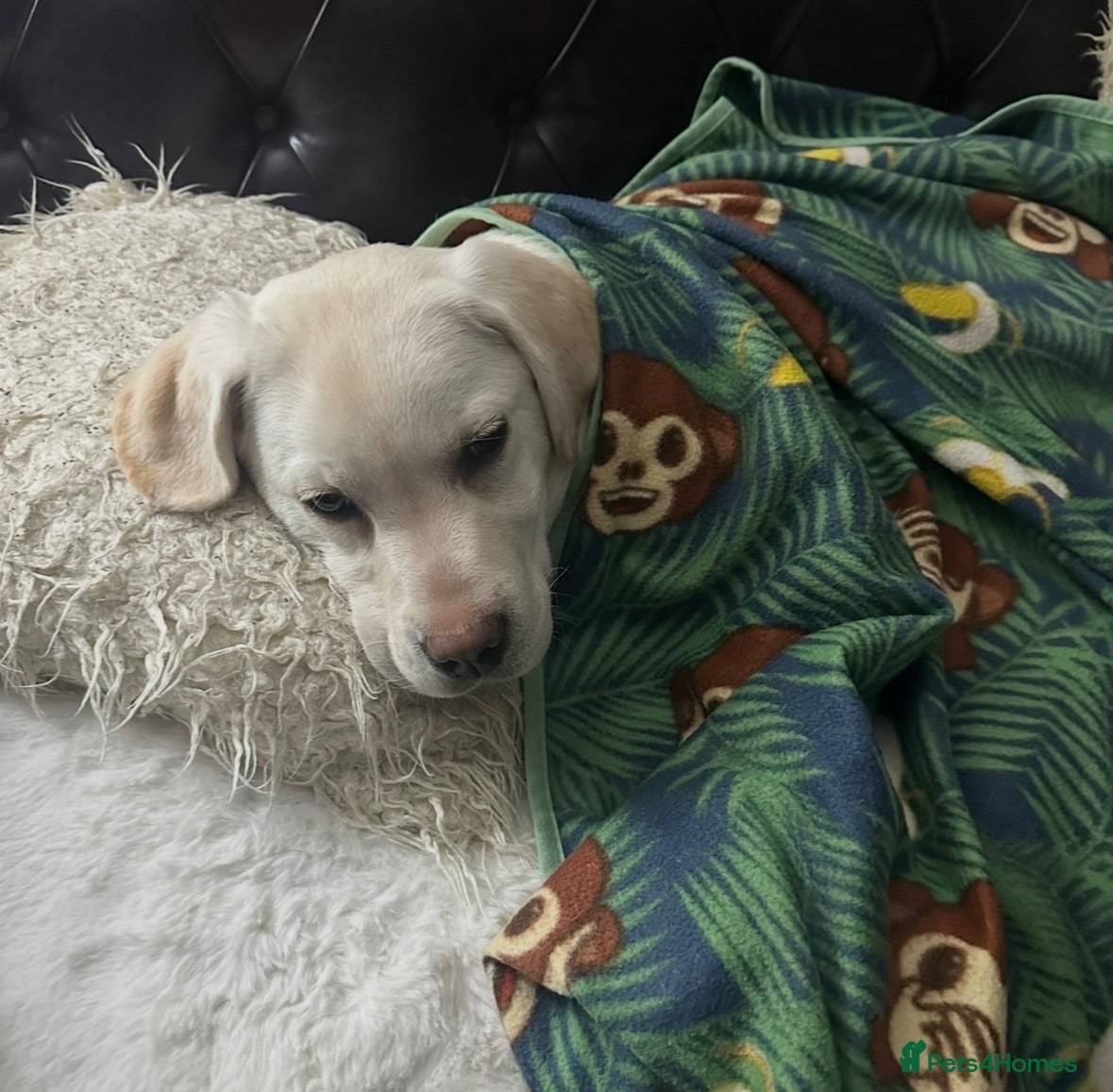 Labrador Retriever dogs Beautiful Labrador - Advert 18