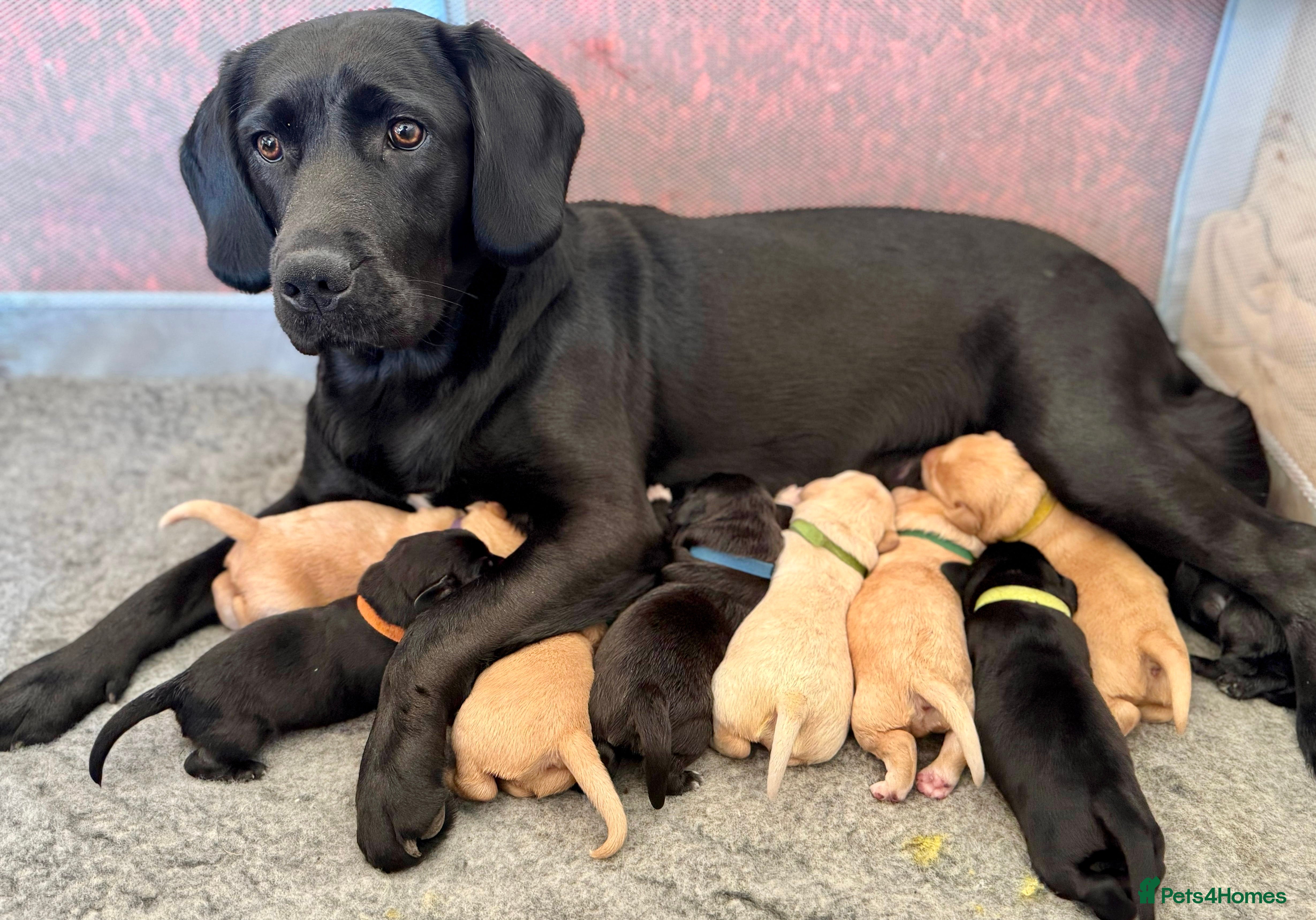 Springador dogs Stunning Springador litter 75% Lab 25% Springer.  in Warminster - Advert 15