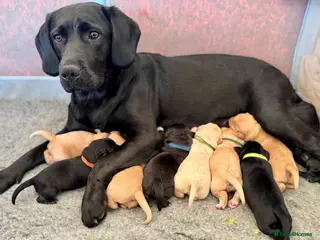 Springador dogs Stunning Springador litter 75% Lab 25% Springer. in Warminster - Advert 15