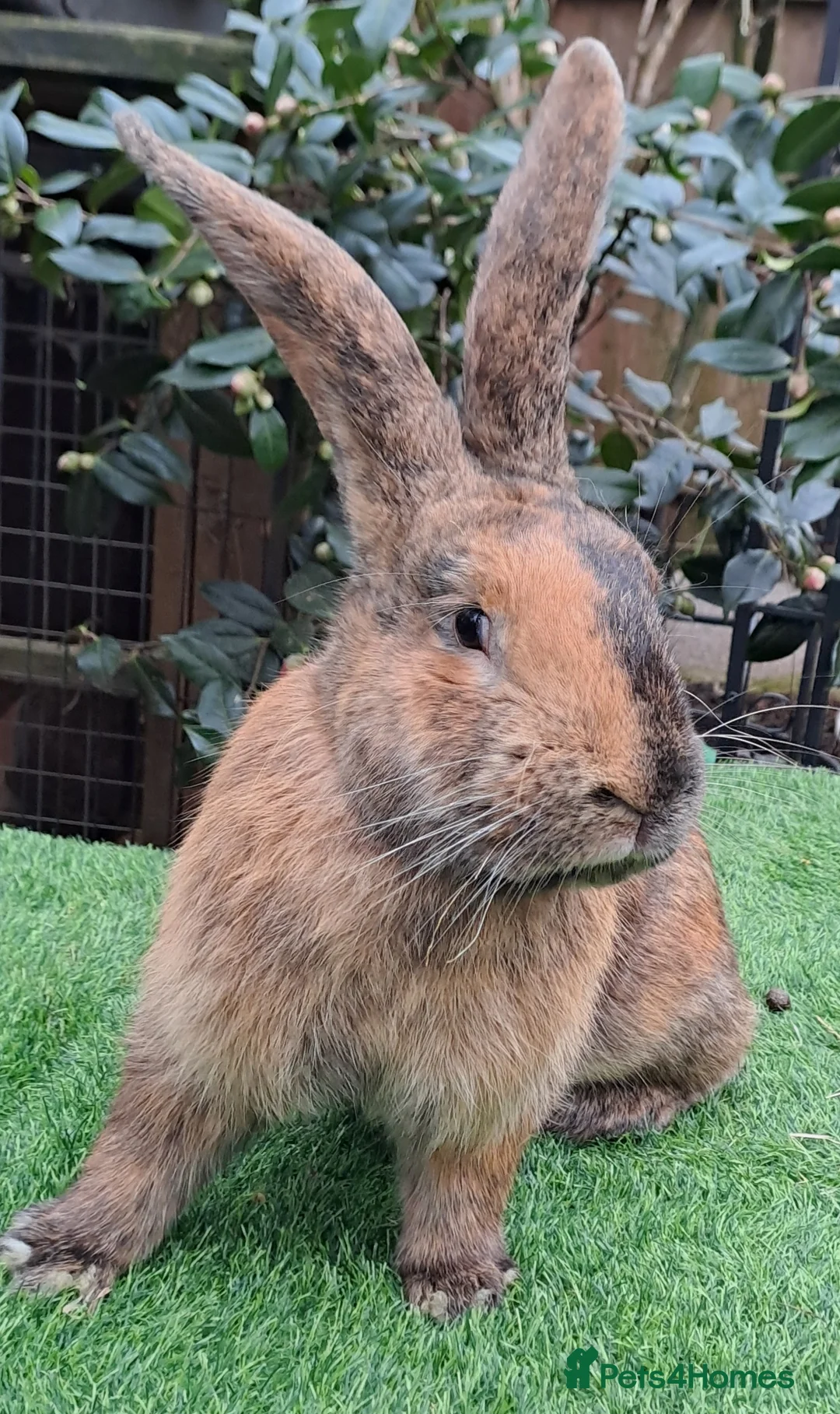 Continental Giant rabbits for sale: Super Stars Stud Service - Beautiful Proven Boys  - Advert 3