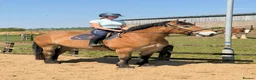 North Swedish Horse horses for sale: Stop Look and Appreciate - This Horse is Unreal  - Advert 6