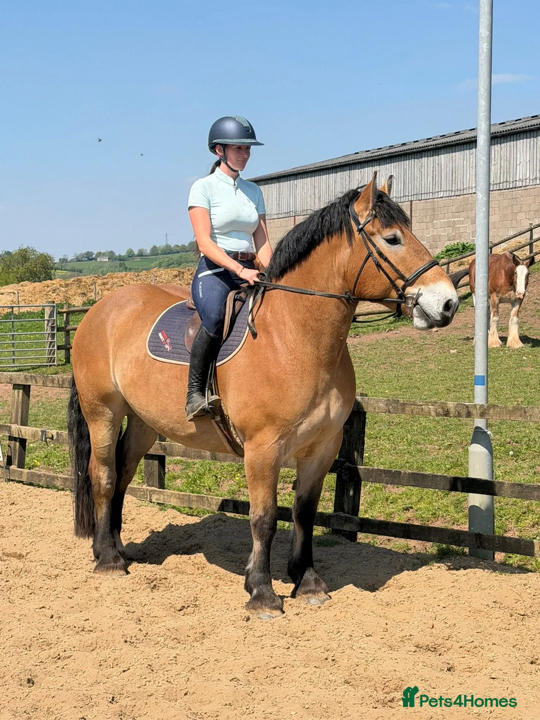 North Swedish Horse horses for sale: Stop Look and Appreciate - This Horse is Unreal  - Advert 6