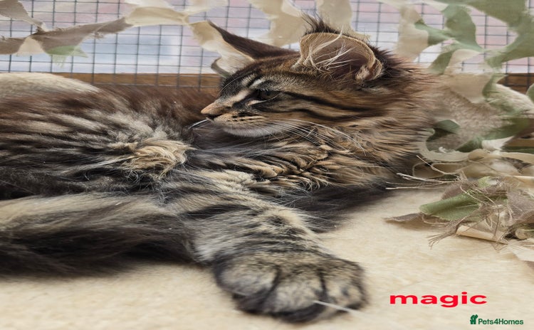 Maine Coon cats - Advert 2