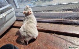 Hamster rodents for sale:  **last 2 now reserved *** Baby syrian hamsters  - Image 2