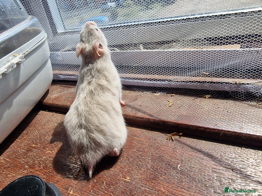 Hamster rodents for sale:  **last 2 now reserved *** Baby syrian hamsters  - Image 2