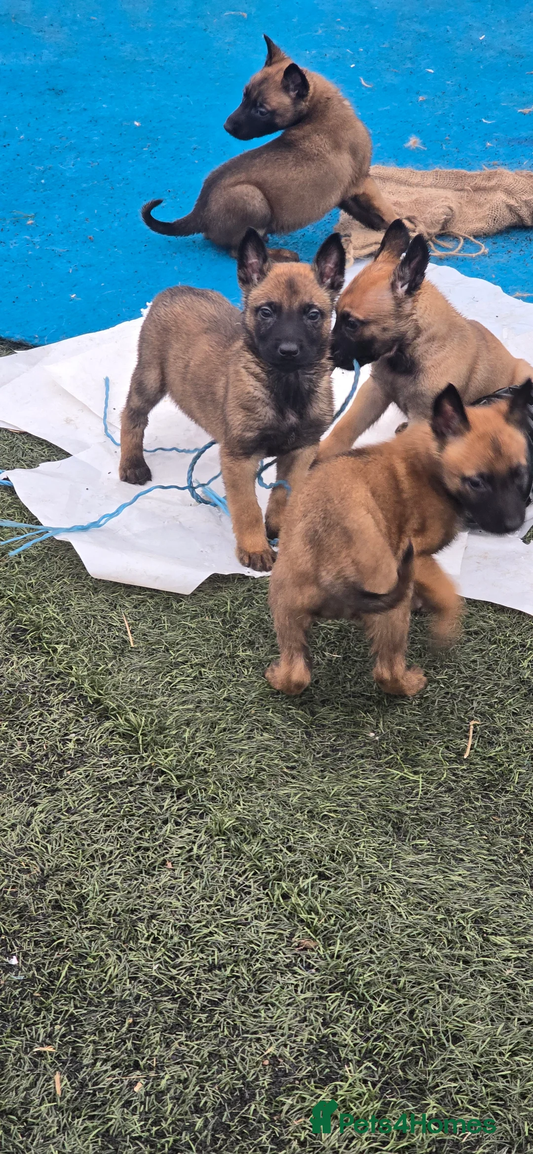 Belgian Shepherd Dog dogs for sale: Pups from world V. Champion CHANCE  - Advert 9